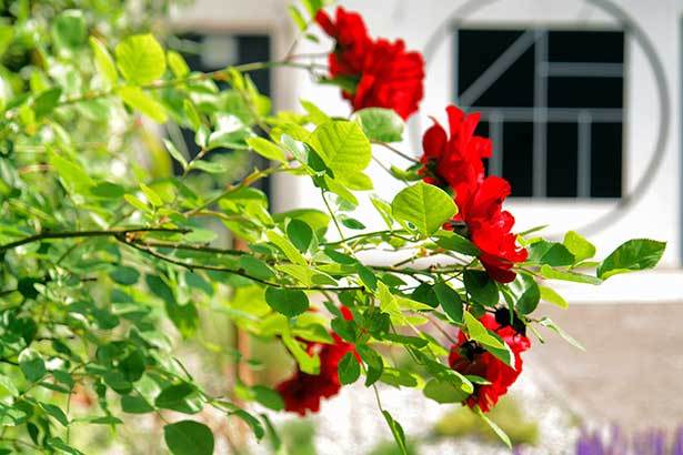 Green Retreat – Natur im Kopf