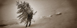 Der Weg des Christbaums Winter Schnee Mann Säge