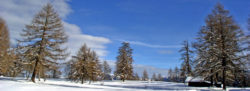 Weihnachtskarte 01: Die Lärchenwiese am Salten