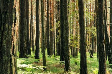 Wald Bäume Farn / Foto: TELOS - C06087BbnG
