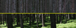 Führungscoaching: Bäume oder Wald