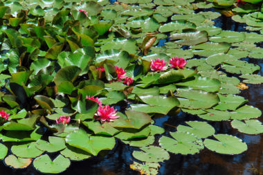 Sommer Ritten Kemater Weiher Deich Seerosen / Foto: TELOS - C05616b