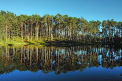 Der stille See Waldsee Kemater Weiher