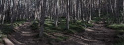 Der richtige Weg Wald Wegweiser