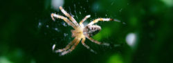 Gesichter der Angst Spinne