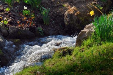Bach Wasser Frühlingsblumen / Foto: TELOS - C09293aG