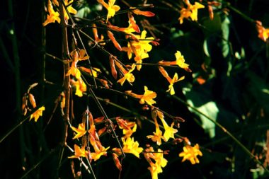 TELOS Außengelände Garten Frühlingsboten / Foto: TELOS - C07394
