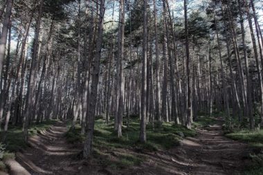Der richtige Weg Wald Wegweiser